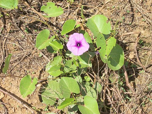 Ipomoea asarifolia